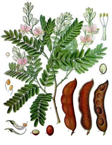 Image Credit: Franz Eugen Köhler, Köhler's Medizinal-Pflanzen
Urheberrechte: Public Domain
Quelle:http://commons.wikimedia.org/wiki/File:Koeh-134.jpg Kontaktbild